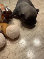 Male with Yellow Collar, a male Pug for sale in Citrus Springs, FL – 4 of 9