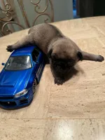 Female with Dark Blue collar, a female Pug for sale in Citrus Springs, FL – 1 of 7