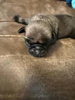 Male with Blue Collar, a male Pug for sale in Citrus Springs, FL – 3 of 10