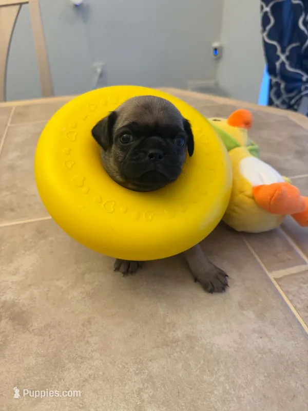 Male with Yellow Collar – Pug puppy for sale in Citrus Springs, FL