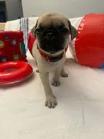 Female with Red Collar, a female Pug for sale in Citrus Springs, FL – 10 of 10