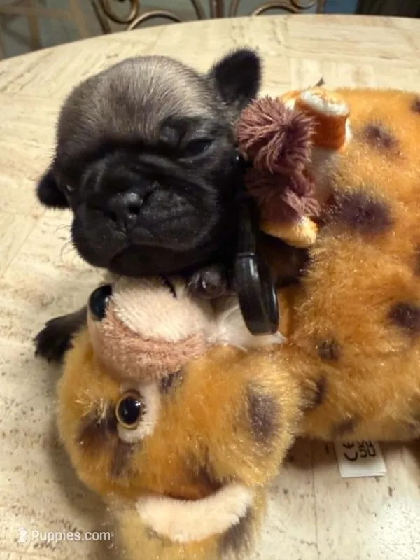 Male with Yellow Collar – Pug puppy for sale in Citrus Springs, FL