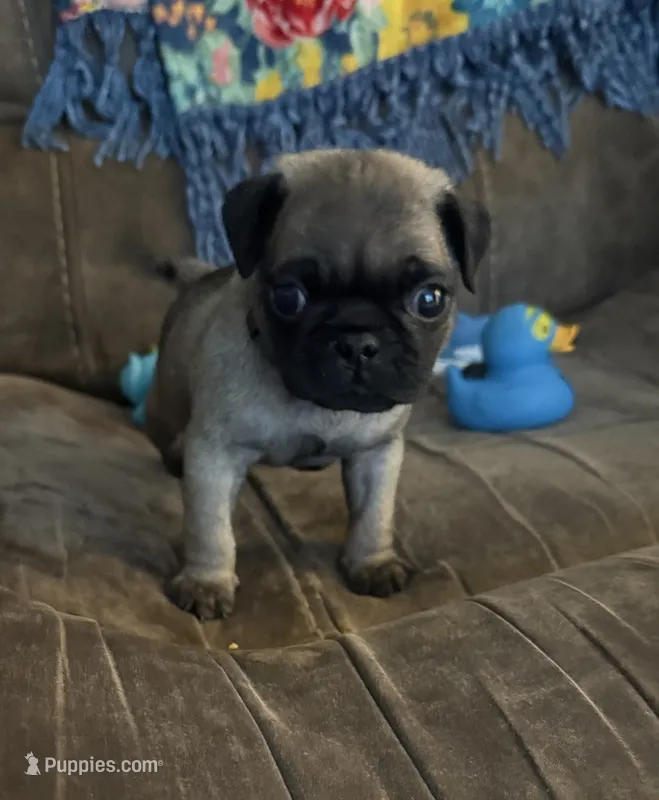 Male with Blue Collar – Pug puppy for sale in Citrus Springs, FL