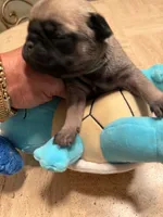 Female with light blue collar, a female Pug for sale in Citrus Springs, FL – 5 of 8