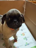 Female with Orange collar, a female Pug for sale in Citrus Springs, FL – 2 of 9