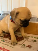 Female with Red Collar, a female Pug for sale in Citrus Springs, FL – 3 of 10
