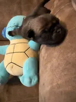 Male with Blue Collar, a male Pug for sale in Citrus Springs, FL – 5 of 10
