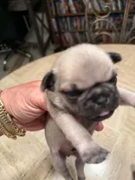 Male with a Purple Collar, a male Pug for sale in Citrus Springs, FL – 6 of 8