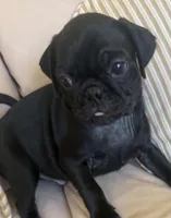 PUG Black Male with Orange collar, a male Pug for sale in Citrus Springs, FL – 1 of 7