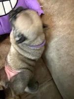 Female with a Purple Collar, a female Pug for sale in Citrus Springs, FL – 6 of 9