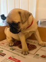 Female with Red Collar, a female Pug for sale in Citrus Springs, FL – 4 of 10