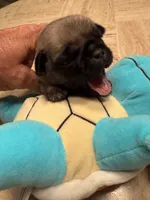 Female with light blue collar, a female Pug for sale in Citrus Springs, FL – 3 of 8