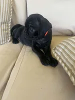 PUG Black Male with Orange collar, a male Pug for sale in Citrus Springs, FL – 4 of 7