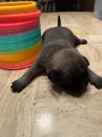 Female with a Pink Collar, a female Pug for sale in Citrus Springs, FL – 4 of 7