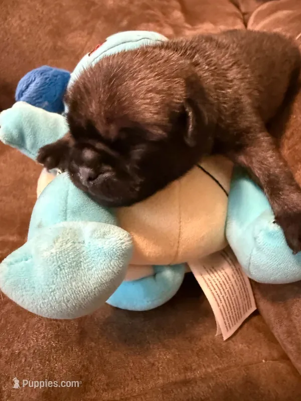 Male with Blue Collar – Pug puppy for sale in Citrus Springs, FL