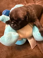Male with Blue Collar, a male Pug for sale in Citrus Springs, FL – 1 of 10