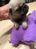 Male with a Purple Collar, a male Pug for sale in Citrus Springs, FL – 5 of 8