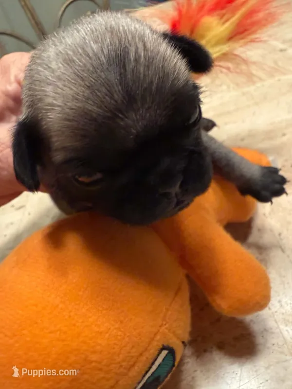 Female with Orange collar – Pug puppy for sale in Citrus Springs, FL