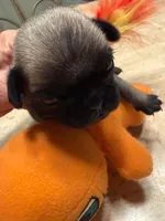 Female with Orange collar, a female Pug for sale in Citrus Springs, FL – 1 of 5
