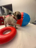 Female with Red Collar, a female Pug for sale in Citrus Springs, FL – 8 of 10
