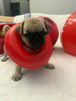 Female with Red Collar, a female Pug for sale in Citrus Springs, FL – 6 of 10