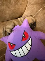Female with a Purple Collar, a female Pug for sale in Citrus Springs, FL – 4 of 9