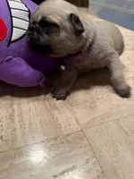 Male with a Purple Collar, a male Pug for sale in Citrus Springs, FL – 3 of 8