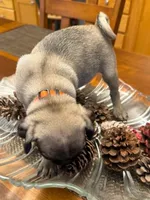 Female with Orange collar, a female Pug for sale in Citrus Springs, FL – 3 of 9
