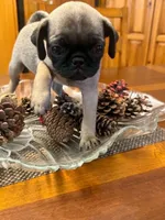 Female with Orange collar, a female Pug for sale in Citrus Springs, FL – 6 of 9