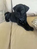 PUG Black Male with Orange collar, a male Pug for sale in Citrus Springs, FL – 5 of 7