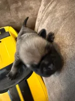 Female with yellow Collar, a female Pug for sale in Citrus Springs, FL – 6 of 10