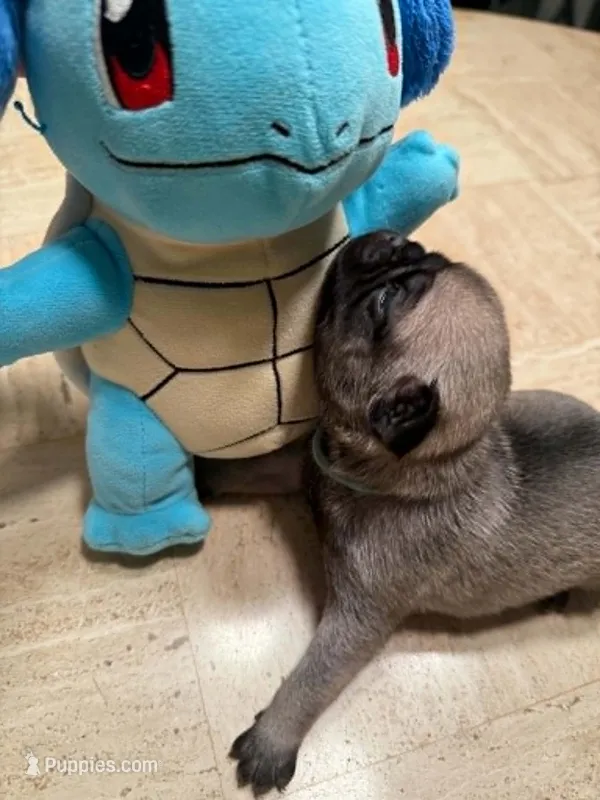 Female with light blue collar – Pug puppy for sale in Citrus Springs, FL