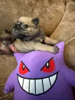Female with a Purple Collar, a female Pug for sale in Citrus Springs, FL – 5 of 9