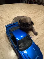 Female with Dark Blue collar, a female Pug for sale in Citrus Springs, FL – 3 of 7