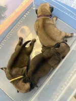 Female with yellow Collar, a female Pug for sale in Citrus Springs, FL – 10 of 10