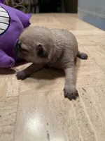 Male with a Purple Collar, a male Pug for sale in Citrus Springs, FL – 2 of 8
