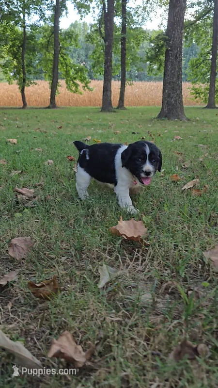 Coral – English Springer Spaniel puppy for sale in Trenton, TN