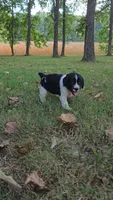 Coral, a female English Springer Spaniel for sale in Trenton, TN – 1 of 4