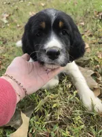 Coral, a female English Springer Spaniel for sale in Trenton, TN – 3 of 8