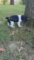 Coral, a female English Springer Spaniel for sale in Trenton, TN – 3 of 4