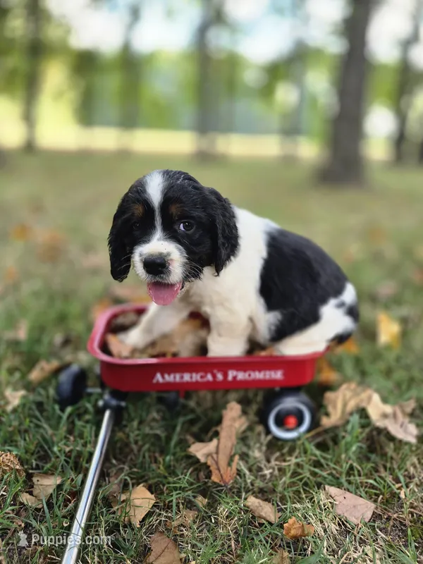 Chase – English Springer Spaniel puppy for sale in Trenton, TN