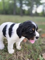 Liberty, a female English Springer Spaniel for sale in Trenton, TN – 8 of 8
