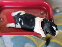 Coral, a female English Springer Spaniel for sale in Trenton, TN – 3 of 8