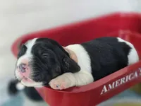 Coral, a female English Springer Spaniel for sale in Trenton, TN – 1 of 10