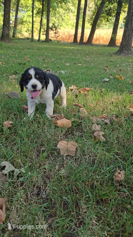 Skye – English Springer Spaniel puppy on hold in Trenton, TN