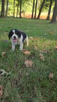Skye, a female English Springer Spaniel for sale in Trenton, TN – 1 of 2