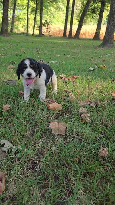 Skye, a female English Springer Spaniel for sale in Trenton, TN – 2 of 2