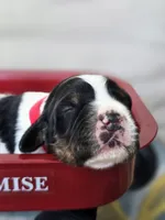 Liberty, a female English Springer Spaniel for sale in Trenton, TN – 3 of 8