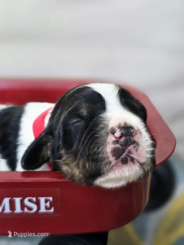 Liberty – English Springer Spaniel puppy for sale in Trenton, TN
