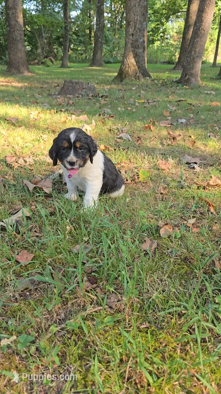 Zuma – English Springer Spaniel puppy on hold in Trenton, TN